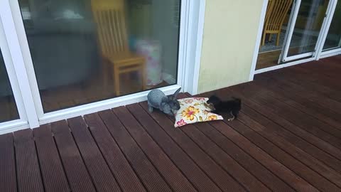 Puppy sees rabbit for the first time, loses his mind