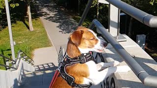 Sunny a lovely dog from Vienna Donau Wien jack russel mix