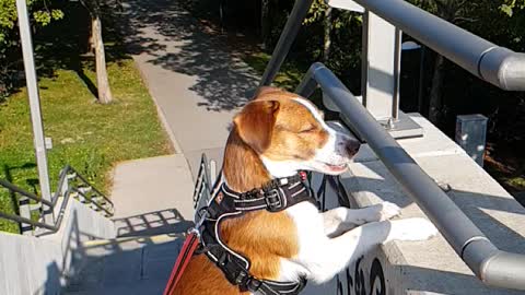 Sunny a lovely dog from Vienna Donau Wien jack russel mix