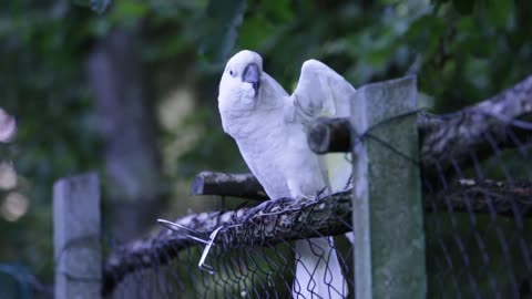 Animal Dancing Fence Parrot Perched White