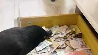 A Jungle Myna pet bird from China has been trained to go out and look for cash