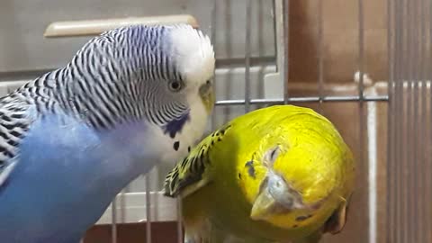 Beautiful Couple of Budgie Kissing each other