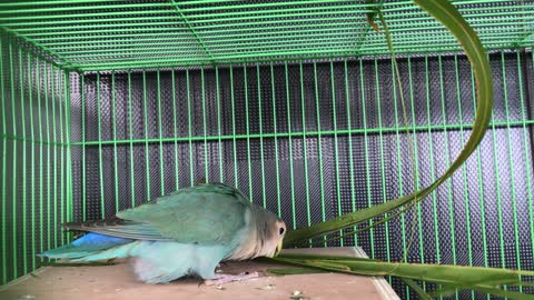 paco my cranky parot talks for treats