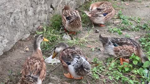 a group of ducks are raised at home