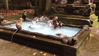 Monkeys Enjoy a Swim in Scenic Pool