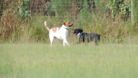 When Formerly Chained Dogs Run Free. INCREDIBLE