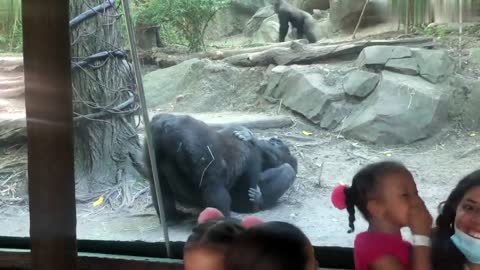 WTF: Gorillas at zoo have oral sex in front of parents and kids