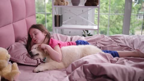 Sweet golden retriever puppy lying on bed with little pet owner trying to stir up sleepy with caress