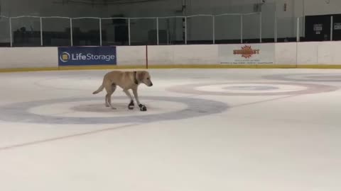 I am the ice skating dog