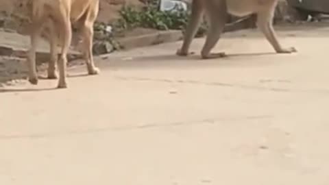 Dog And Monkey Showing Off