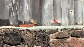 #Back Yard Birds Hawai’i Male and Female Northern Cardinals