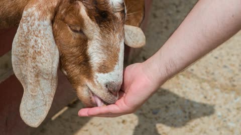 Male feeding a goat at petting zoo with hand slow motion