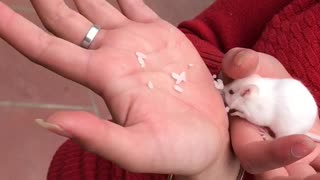 White mouse eating rice
