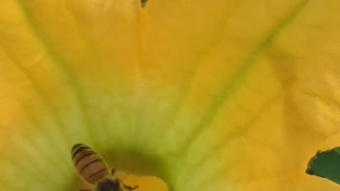 Heirloom Squash blossom being pollinated