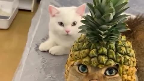 The Pineapple Cat Phenomenon"