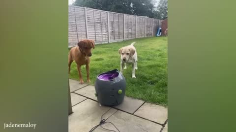 Best funny dogs video2024 🤣🐶