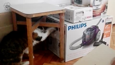 Atento gatito ayuda a sus dueños a desembalar cajas con su estilo propio