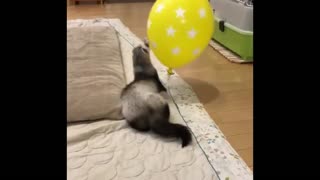 Ferret plays Balloon In Home