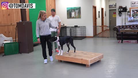 You Can Train ANY DOG the basics- Watch and Learn!!