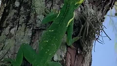 Knight Anole