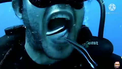 The fish cleaned the teeth of this diver, caught on camera