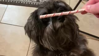 Dog dances for his treat