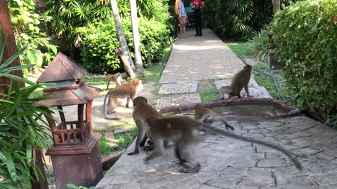 Monkeys Drinking Water