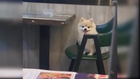 Cute funny baby dog