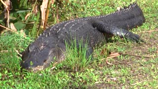 Terrifying Walk Past 12-Foot Alligator Southwest Florida Trail