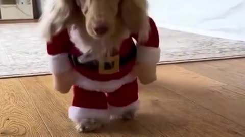 "Bark the Halls: Dog Santa Claws Spreads Christmas Joy! 🐾🎅✨"