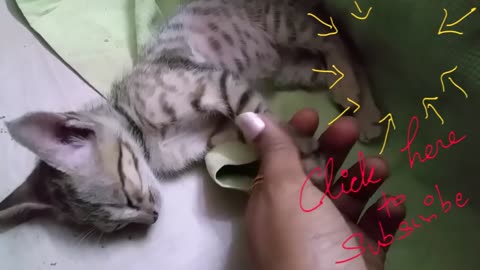 ✔ cute kitten getting a massage. Chocolate chips being pampered