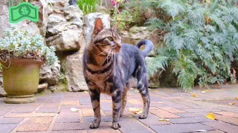 Cat Standing On The Brick Floor Of A Garden