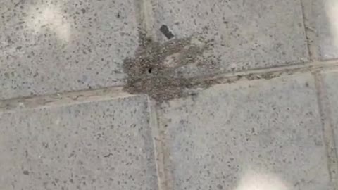 I saw a nest of ants cleaning the doorway of my home