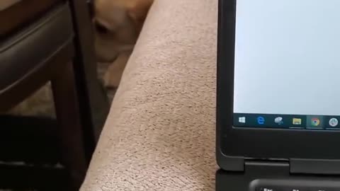 Dog Hates it When Disturbed During Sleeping #Shorts | Funny Dog Video