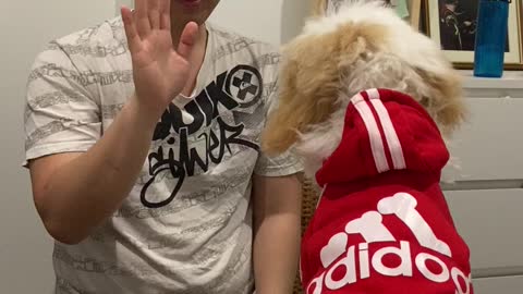 Fashionable puppy learns how to high five
