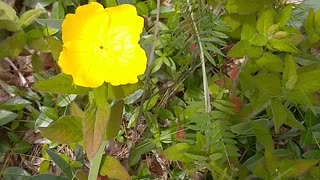 Oenothera Pilosella