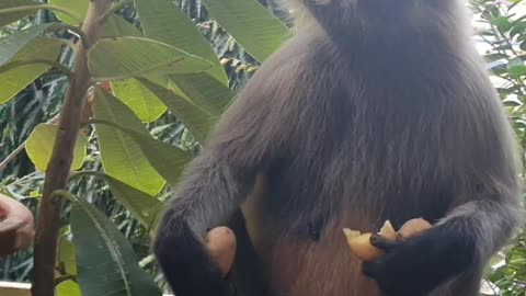 Monkey eating potatoes in my house balcony..