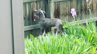 Pup Gets Pets From Fingers at the Fence