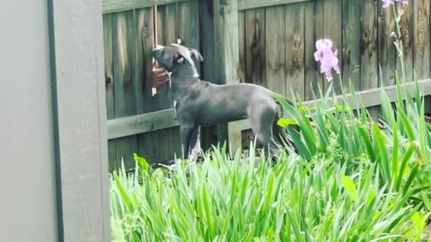 Pup Gets Pets From Fingers at the Fence