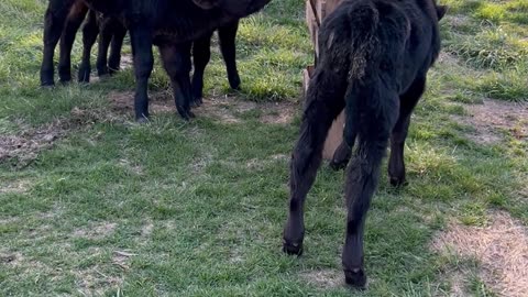 Exploring the Paddock with Angus Bucket Babies