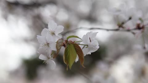 cherry blossoms in the wind korea