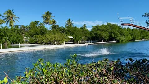 dolphin jumping