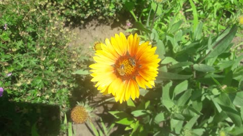 Sweet couple enjoying Gaillardia