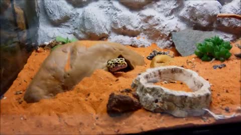 Bearded Dragon or Leopard Gecko - Which is best for you?