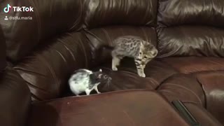 Angry Kitten Slaps Pet Rat Out Of Nowhere