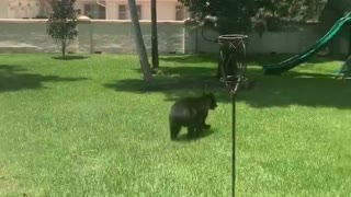 Florida House Cat Faces Off with a Black Bear