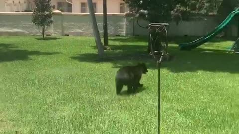 Florida House Cat Faces Off with a Black Bear