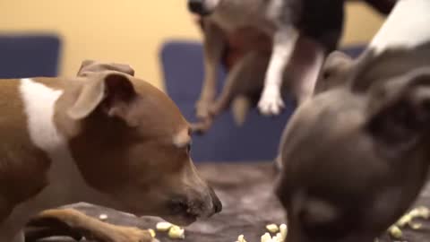 My Dogs Eating Popcorn ASMR