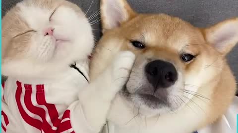 Clingy Cat Never Wants To Leave Shiba Inu Dogs Side