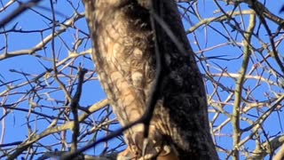 Owl in lakeshore March 11